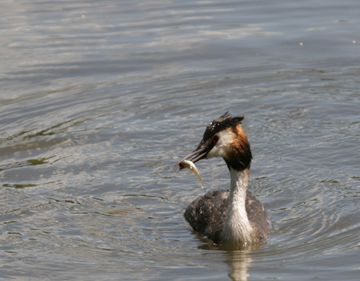 Grebe-161633-170420.jpg