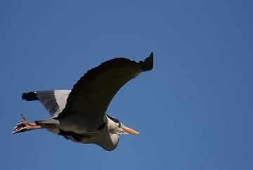 Heron-In-Flight-161637-170420.jpg