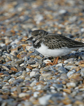 Turnstone-161658-170420.jpg