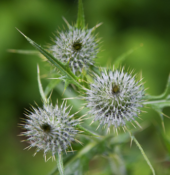 Thistle-180325-080423.jpg