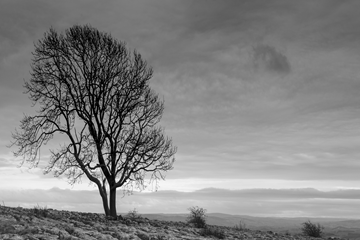 Malham-Tree-120919-180420.jpg